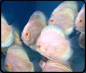 Albino Platinum Dragon Discus Fish - 3-4 inch